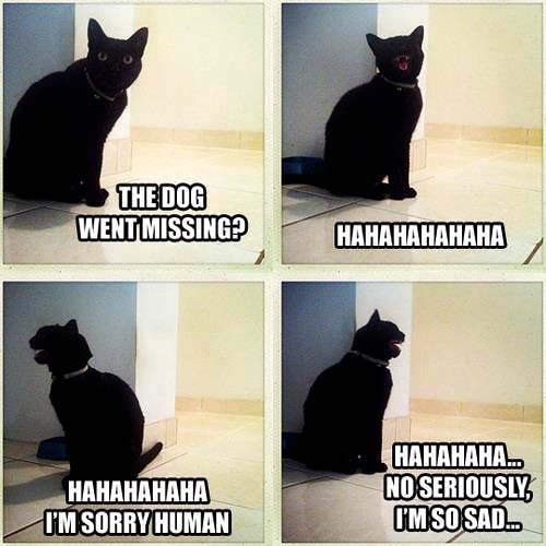 The cat laughs at the dog being missing and sarcastic about his concerned for the dog
