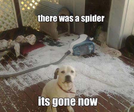 Dog destroyed house claiming there was a spider