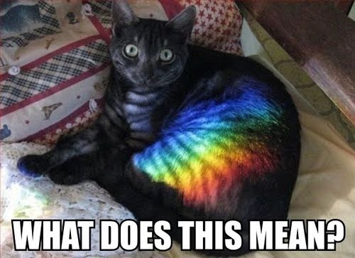 rainbow cat what does this mean