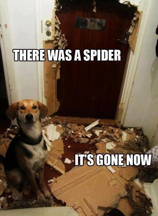 dog and spider