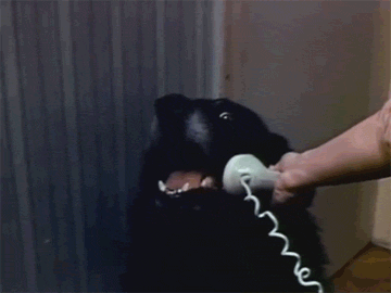 hello yes this is dog 