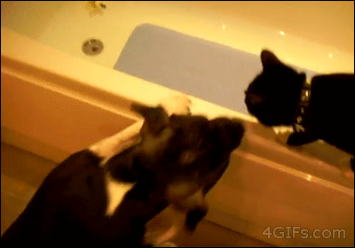dog pushes cat in to bath tub