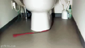 kitten chases a leash around a toilet