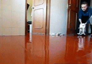 floor polish cat test -- cat slide across the floor 