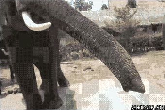 elephant trys to eat iphone