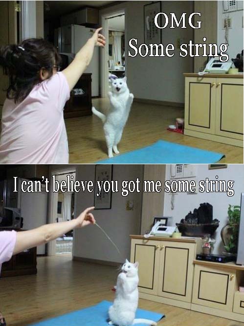 over joyed cat plays with string 
