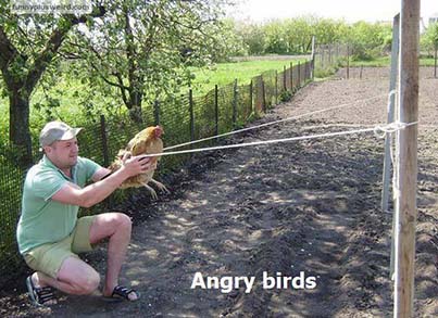 Angry Birds In real Life man catapults a Chicken