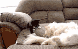 wake up kitten hits cat trying to wake it up cat wakes up strangles kitten