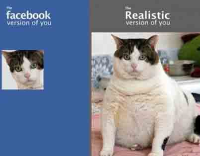 Cat cropped photo for facebook cat actually very fat