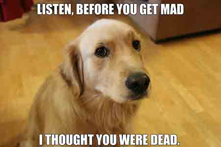 sad looking dog with the caption listen before you get mad i thought you were dead