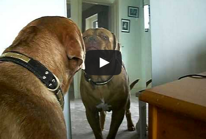 Dog Barks at Himself in the Mirror